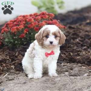 Tyler, Cavapoo Puppy