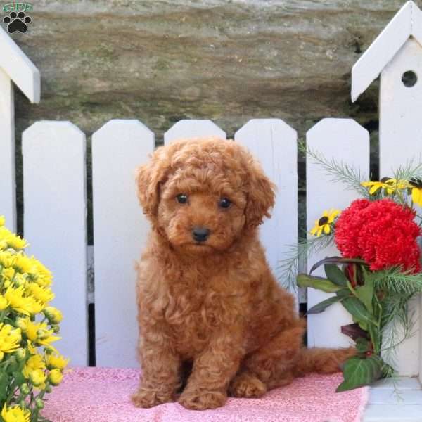 Uriah, Toy Poodle Mix Puppy