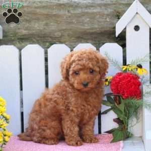 Uriah, Toy Poodle Mix Puppy