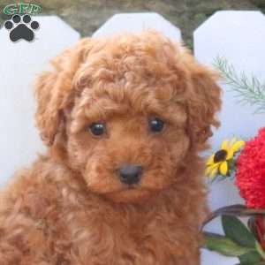 Uriah, Toy Poodle Mix Puppy
