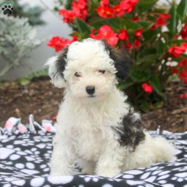 Vera, Toy Poodle Puppy