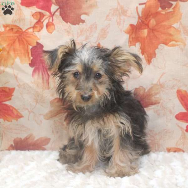 Vera, Yorkie Puppy