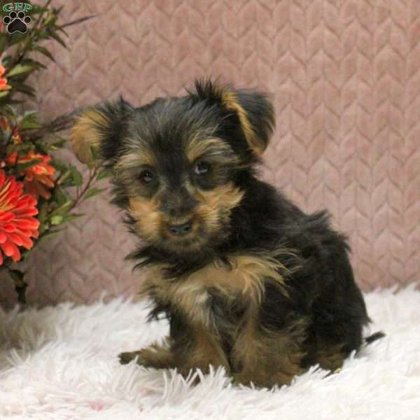 Vera, Yorkie Puppy