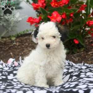 Vera, Toy Poodle Puppy