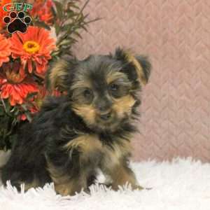 Vera, Yorkie Puppy