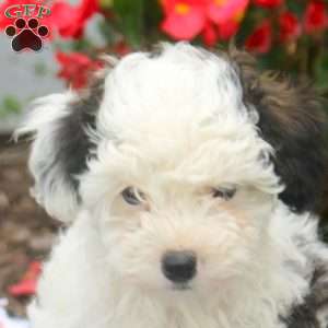 Vera, Toy Poodle Puppy