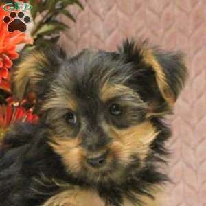 Vera, Yorkie Puppy