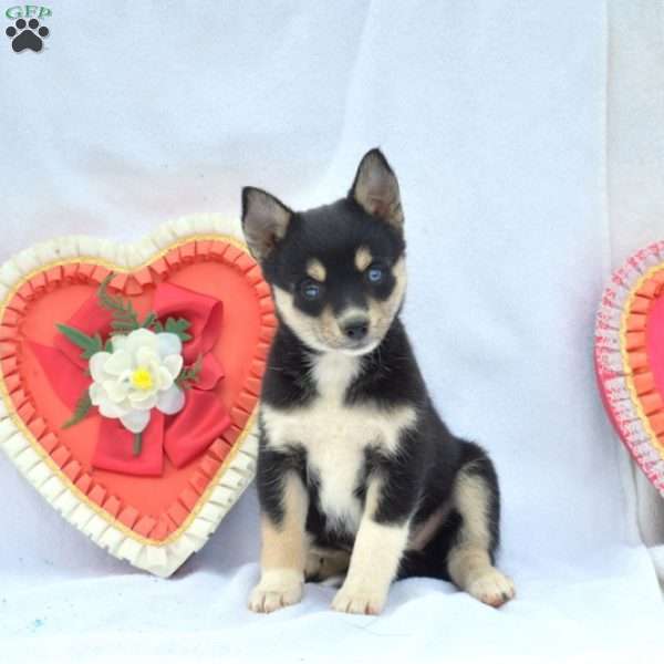 Vicky, Pomsky Puppy