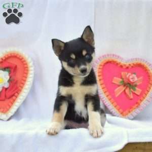 Vicky, Pomsky Puppy