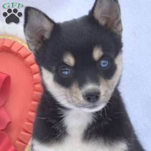 Vicky, Pomsky Puppy