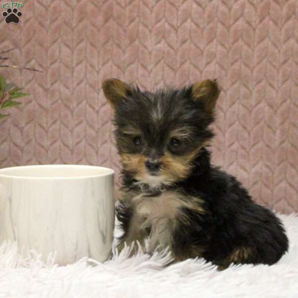 Victor, Yorkie Puppy