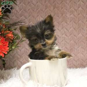 Victor, Yorkie Puppy