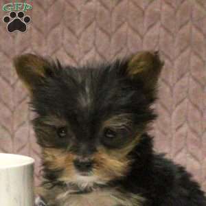 Victor, Yorkie Puppy