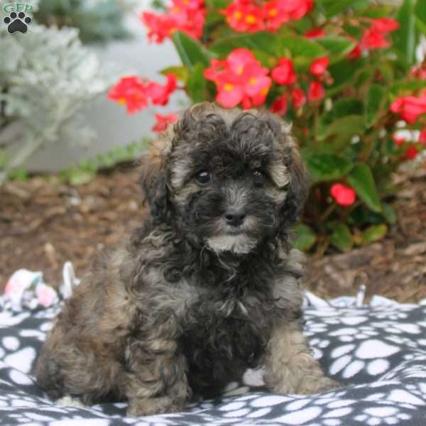 Victoria, Toy Poodle Puppy