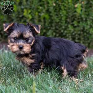 Viktor, Yorkie Puppy