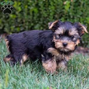 Viktor, Yorkie Puppy