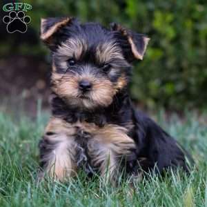 Viktor, Yorkie Puppy