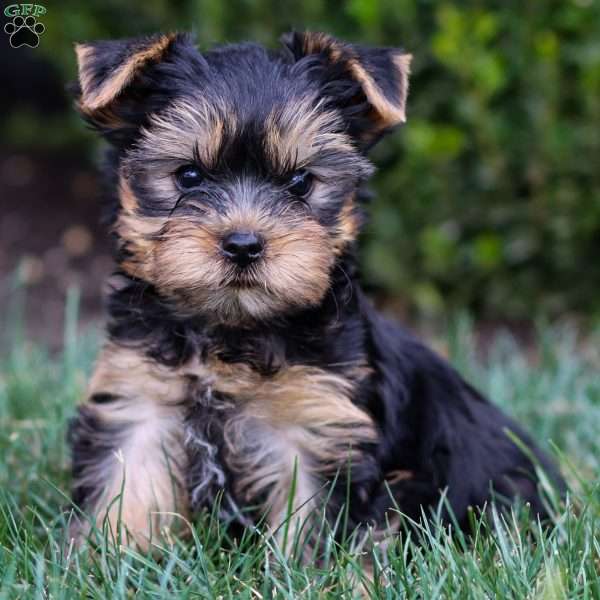 Viktor, Yorkie Puppy