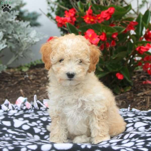 Vince, Toy Poodle Puppy
