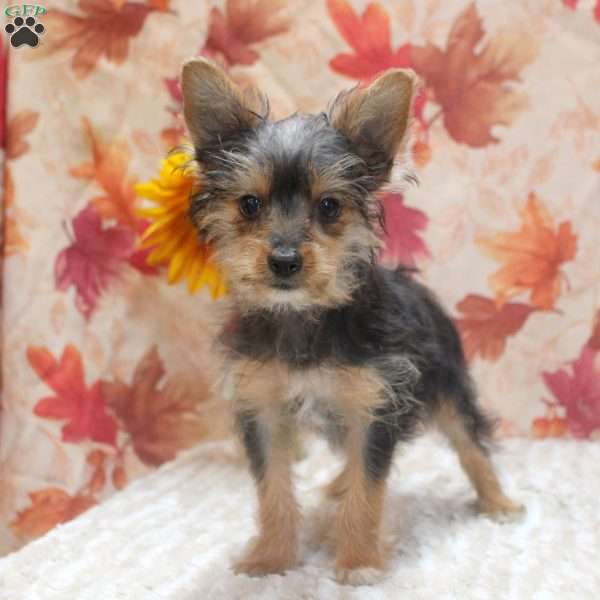 Vince, Yorkie Puppy