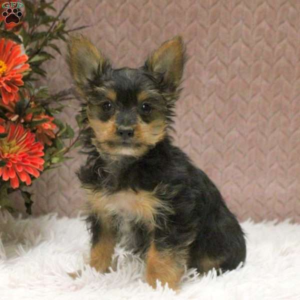 Vince, Yorkie Puppy