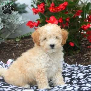 Vince, Toy Poodle Puppy
