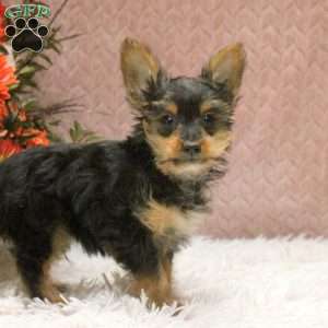 Vince, Yorkie Puppy