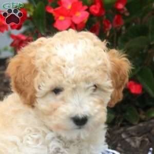 Vince, Toy Poodle Puppy