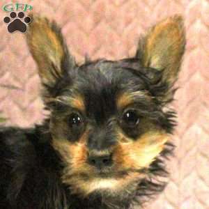 Vince, Yorkie Puppy