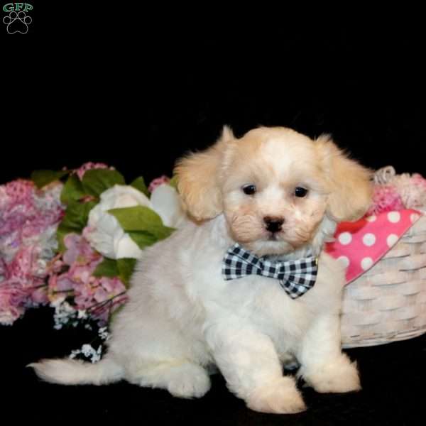 Vincent, Teddy Bear Puppy