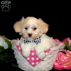 Vincent, Teddy Bear Puppy