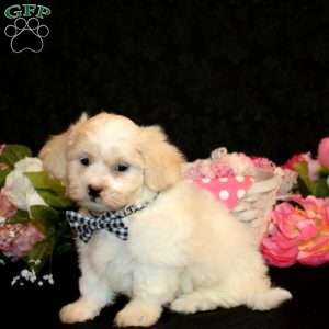 Vincent, Teddy Bear Puppy