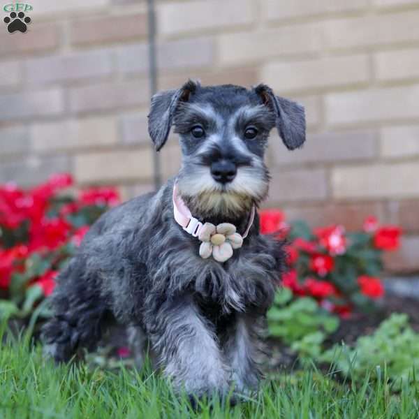 Violet, Miniature Schnauzer Puppy