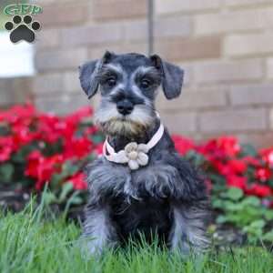Violet, Miniature Schnauzer Puppy