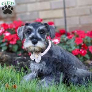 Violet, Miniature Schnauzer Puppy