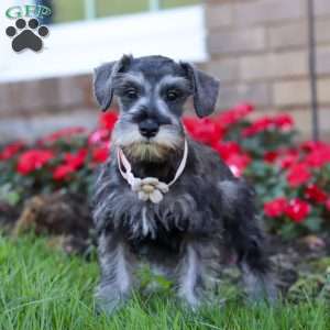 Violet, Miniature Schnauzer Puppy
