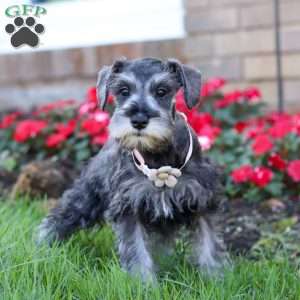 Violet, Miniature Schnauzer Puppy