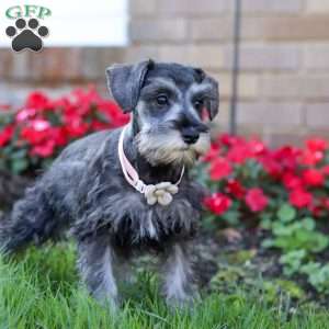 Violet, Miniature Schnauzer Puppy