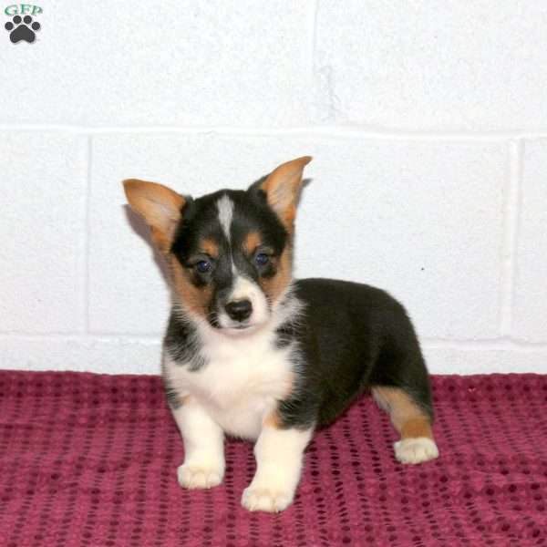 Violet, Pembroke Welsh Corgi Puppy