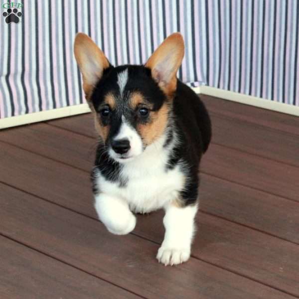 Violet, Pembroke Welsh Corgi Puppy