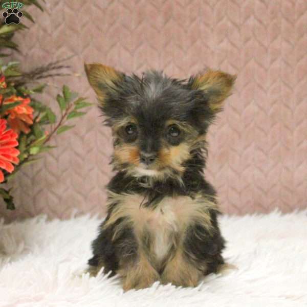 Violet, Yorkie Puppy
