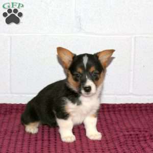 Violet, Pembroke Welsh Corgi Puppy