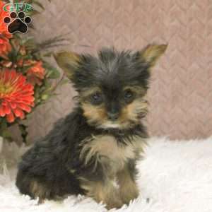 Violet, Yorkie Puppy
