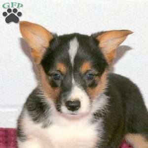 Violet, Pembroke Welsh Corgi Puppy