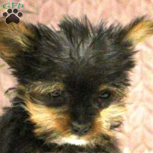 Violet, Yorkie Puppy