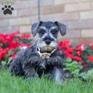 Violet, Miniature Schnauzer Puppy