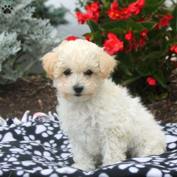 Vita, Toy Poodle Puppy