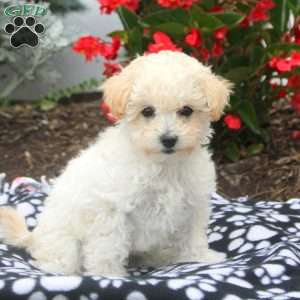 Vita, Toy Poodle Puppy