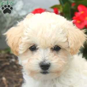 Vita, Toy Poodle Puppy