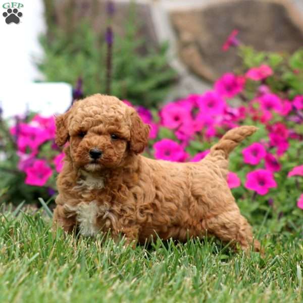 Waldo, Miniature Poodle Puppy